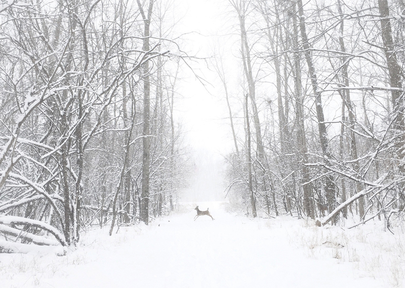 winter_haikus_deer