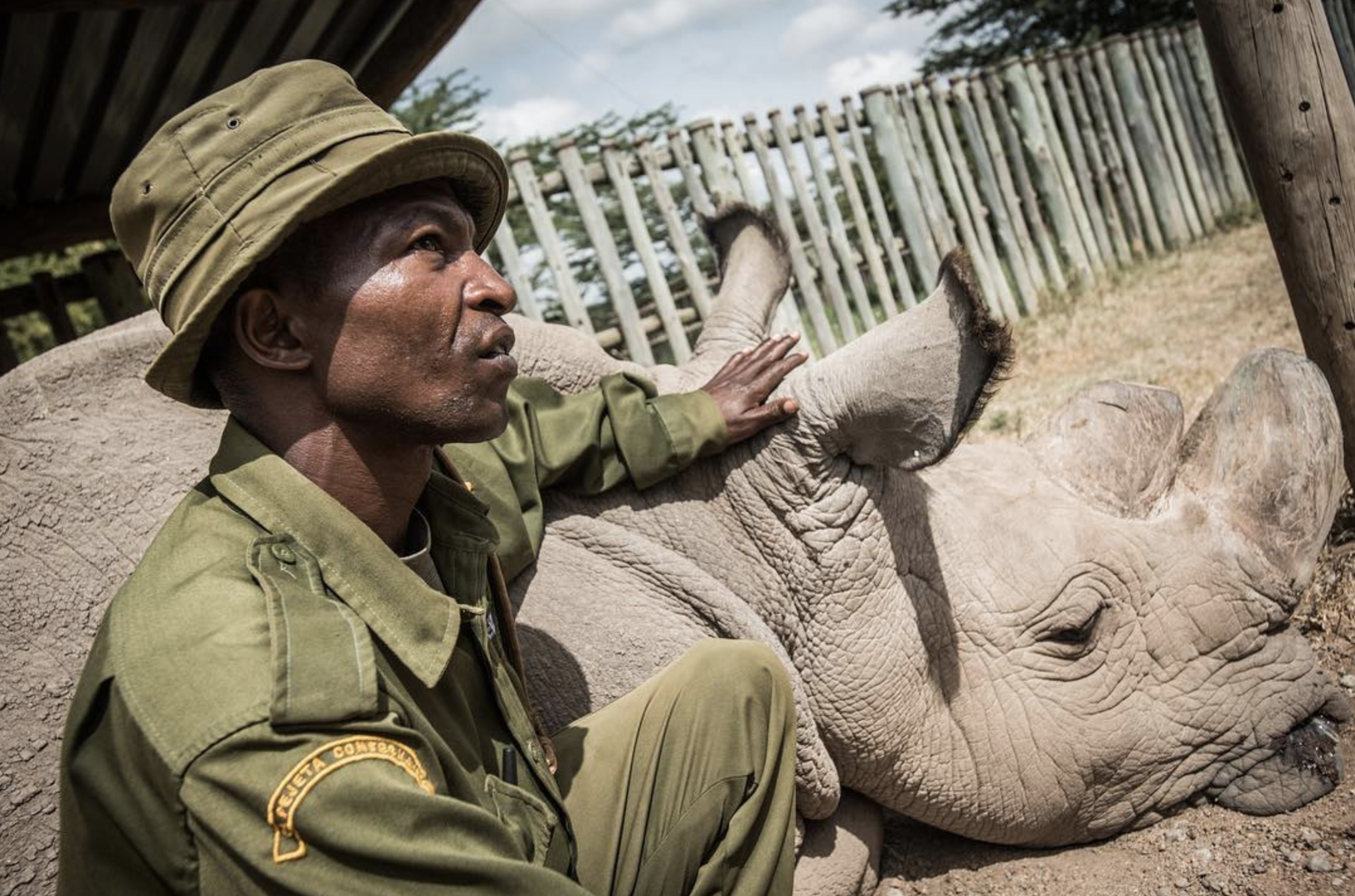 The Years Project - Northern white rhino.